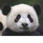 Cute Squad for Pandas