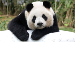 Pandas only ;)