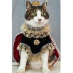 The official Cat Nation