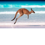 The kanga group