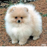 Puppie Fans:D