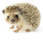 Hedgie Studios™
