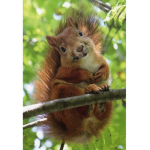squirrels are awesome