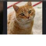 My cats name is brownie