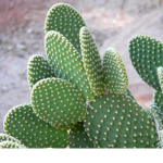 Cactus :P