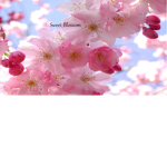 Sweet Blossm