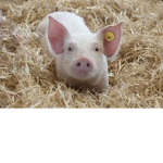 ~ pig squad~