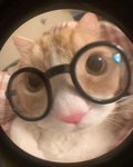 Silly Cat Fan Club