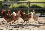 chicken seeds