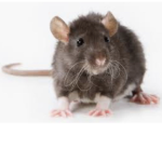 The Dead Rat Diner