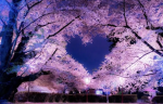 Fairy Blossom Cafe