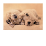 girl pups