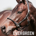 Evergreen Equestrian Stables