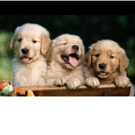 Team doggoo