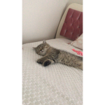 GAFFUR