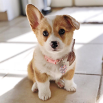 Corgi catalog