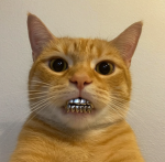 Orange cat the ocky way