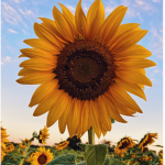 Dora’s sunflower group
