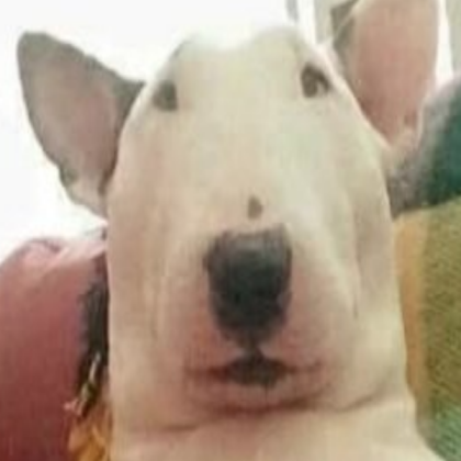 dog Roblox decal