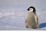 Penguins_Rule