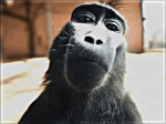 Sigma Monkeys Corporation