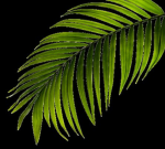 Leafgroup!