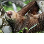 SLOTH ARMY!!!!!!