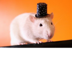 RATTY IS QUEEN PERIOT