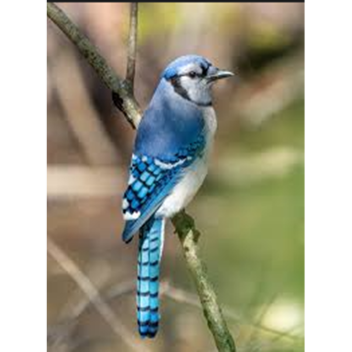 [NEW] 🐦 Obby But You're a Bird! 🐦