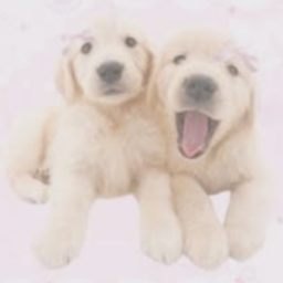 𝗪𝗢𝗢𝗙