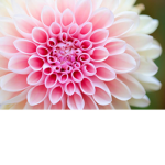 Apher