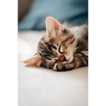 Cats art