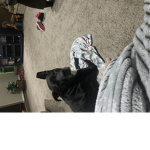 Colt_dog