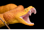 SnakeGamer Group