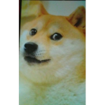 Doge Developer group