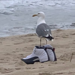 socorro ;-;