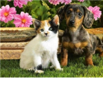 awesome dog and cat