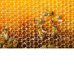 Bees X Frogs Admin place!