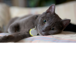 Cats are awesome :)