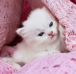 +{kittyzilla}+