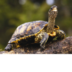 Turtles R us