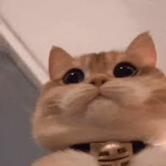 Cats Soul
