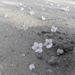 ˖ ˚ ⋅* ۶ৎ ༘*˖