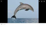 /*/ Ocean Army /*/