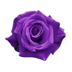 PurpleRoseGroup