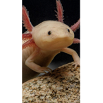 Team axolotl and adopt me trading