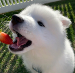 socuteshop