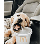 Dinoxnuggies