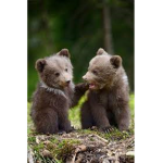 Bear Cub Hangout