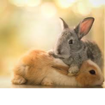 Bunny's forever group